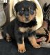 Rottweiler Puppies for sale in Richmond, VA, USA. price: $400