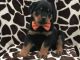 Rottweiler Puppies for sale in Indianapolis, IN 46283, USA. price: NA