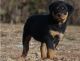 Rottweiler Puppies for sale in Aztec, NM, USA. price: NA