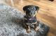 Rottweiler Puppies for sale in Sacramento, CA, USA. price: $500
