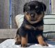 Rottweiler Puppies for sale in Madison, WI, USA. price: NA