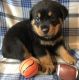 Rottweiler Puppies for sale in Springfield, IL 62736, USA. price: NA