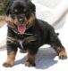 Rottweiler Puppies for sale in Polvadera, NM 87828, USA. price: NA