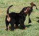 Rottweiler Puppies for sale in Beaverton, OR, USA. price: NA