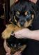 Rottweiler Puppies for sale in Des Moines, IA, USA. price: $400
