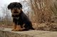 Rottweiler Puppies for sale in Phoenix, AZ 85078, USA. price: NA