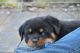 Rottweiler Puppies for sale in Griffith, IN, USA. price: $1,100