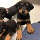 Rottweiler Puppies for sale in Columbus, MS, USA. price: NA