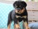 Rottweiler Puppies for sale in Greeley, CO, USA. price: NA