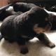 Rottweiler Puppies for sale in Columbia, SC 29201, USA. price: $800