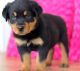 Rottweiler Puppies for sale in Bradford Woods, PA 15015, USA. price: NA