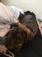 Rottweiler Puppies for sale in Kissimmee, FL 34741, USA. price: NA