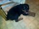 Rottweiler Puppies for sale in Iola, TX 77861, USA. price: NA