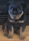 Rottweiler Puppies for sale in Kansas City, KS 66104, USA. price: $500