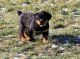 Rottweiler Puppies for sale in Lawrenceville, GA, USA. price: $600