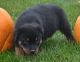 Rottweiler Puppies for sale in Los Andes St, Lake Forest, CA 92630, USA. price: $300