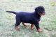 Rottweiler Puppies for sale in Philadelphia, PA, USA. price: $1,000