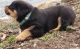 Rottweiler Puppies for sale in Thomaston Ave, Waterbury, CT, USA. price: $600