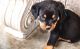 Rottweiler Puppies for sale in Hartford, CT 06156, USA. price: NA