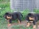 Rottweiler Puppies for sale in NJ-27, Metuchen, NJ, USA. price: $450