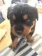 Rottweiler Puppies for sale in Texas City, TX, USA. price: $300