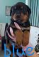 Rottweiler Puppies for sale in Kennewick, WA, USA. price: $1,200