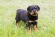 Rottweiler Puppies for sale in Springfield, MA 01119, USA. price: $500