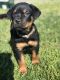 Rottweiler Puppies for sale in Lexington Park, MD 20653, USA. price: NA