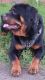 Rottweiler Puppies for sale in Cooks Rd, Richmond, VA 23224, USA. price: $800
