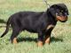 Rottweiler Puppies for sale in Bethesda, MD, USA. price: NA