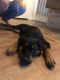 Rottweiler Puppies for sale in Anaheim, CA, USA. price: $600
