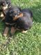 Rottweiler Puppies for sale in Columbia, SC 29201, USA. price: $950
