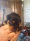 Rottweiler Puppies for sale in Jacksonville, NC, USA. price: NA
