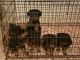 Rottweiler Puppies for sale in Avondale, AZ, USA. price: NA
