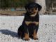 Rottweiler Puppies for sale in Sauk City, WI 53583, USA. price: $650