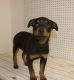 Rottweiler Puppies for sale in Barrington, IL 60010, USA. price: $800