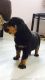 Rottweiler Puppies for sale in Puzhuthivakkam, Madipakkam, Chennai, Tamil Nadu 600091, India. price: 8000 INR
