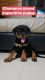 Rottweiler Puppies for sale in Thane West, Thane, Maharashtra, India. price: 28 INR