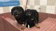 Rottweiler Puppies for sale in Hayward, CA, USA. price: $800