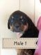 Rottweiler Puppies for sale in 531 Grouse Ridge Rd, Max Meadows, VA 24360, USA. price: NA