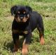 Rottweiler Puppies for sale in Norwich, NY 13815, USA. price: NA
