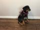 Rottweiler Puppies for sale in Kansas City, KS, USA. price: $1,600