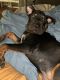 Rottweiler Puppies for sale in Washington, DC, USA. price: $600