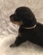Rottweiler Puppies for sale in Prosperity, SC 29127, USA. price: NA