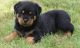 Rottweiler Puppies for sale in Kansas City, KS, USA. price: $600