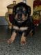 Rottweiler Puppies for sale in Hopewell Junction, NY 12533, USA. price: $900