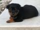 Rottweiler Puppies for sale in Garnett, KS 66032, USA. price: NA