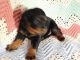 Rottweiler Puppies for sale in York, NE 68467, USA. price: NA