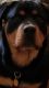 Rottweiler Puppies for sale in Fairbury, NE 68352, USA. price: $1,000