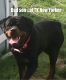 Rottweiler Puppies for sale in Beckley, WV 25801, USA. price: NA